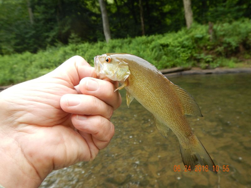 -Kettle Valley-080-.jpg - No outing to Kettle would be complete without at least one smallmouth.